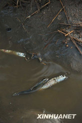 Photo shows fish rushed ashore after a tsunami sweeps Constitución, a town 450 km south of Chilean capital Santiago on March 2, 2010. [Song Weiwei/Xinhua]