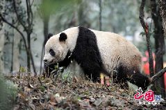 Taishan, a giant panda born in the United States, strolls at its new home in the Ya&apos;an Bifeng Gorge Breeding Base of the Wolong Giant Panda Protection and Research Center, southwest China&apos;s Sichuan Province, March 9, 2010.[CFP]