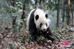 Taishan, a giant panda born in the United States, strolls at its new home in the Ya&apos;an Bifeng Gorge Breeding Base of the Wolong Giant Panda Protection and Research Center, southwest China&apos;s Sichuan Province, March 9, 2010.[CFP]