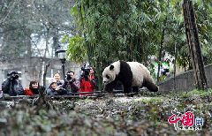 Taishan, a giant panda born in the United States, strolls at its new home in the Ya&apos;an Bifeng Gorge Breeding Base of the Wolong Giant Panda Protection and Research Center, southwest China&apos;s Sichuan Province, March 9, 2010.[CFP]