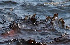 The leaked oil has dyed the sea water brownish red off the Louisiana coast, May 9, 2010. [www.163.com]