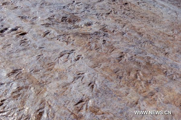  Photo taken on Aug. 9, 2010 shows small dinosaur footprint fossils in the Huanglonggou area of Huanghua Township in Zhucheng City, east China&apos;s Shandong Province. [Xinhua] 