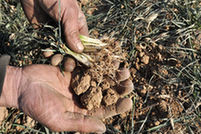 The worst drought in six decades is escalating in Shandong Province. Approximately 30 million mu of wheat land has been affected by the drought, or 56 percent of the province's total farmland sown to the crop.