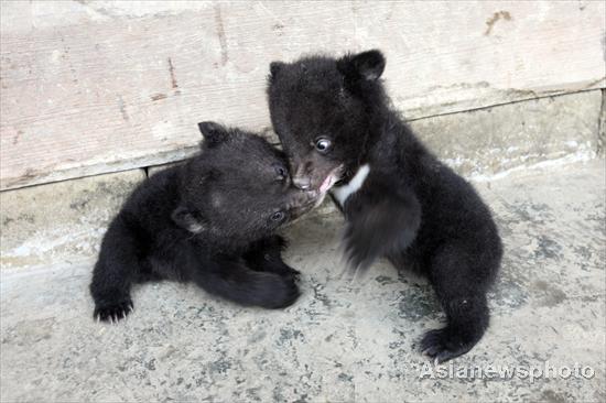 The twin black bears play at Tian Shougui’s home, April 12, 2011.