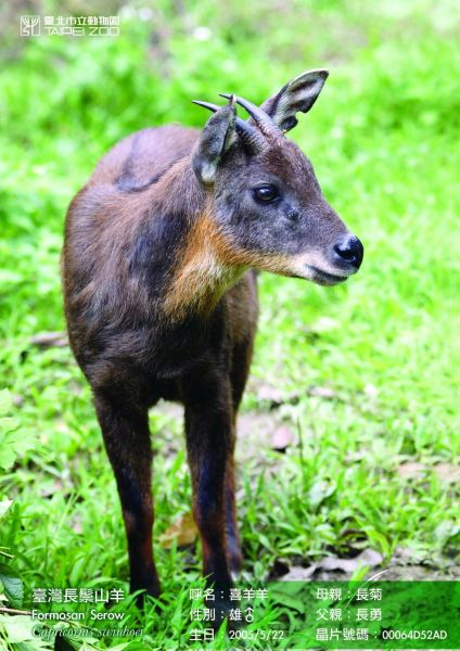 File photo of a male goat selected by Taiwan as gift to the Chinese mainland. [Xinhua]