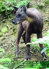 File photo of a female goat selected by Taiwan as gift to the Chinese mainland. [Xinhua]