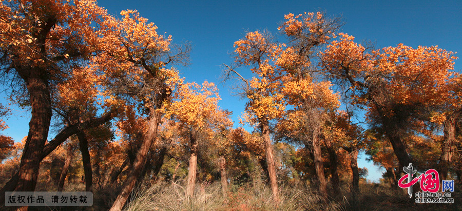 Some 60 kilometers near the China-Mongolia border, the forests contain the only trees that can survive the arid weather and sterile soil. They mostly grow by the Heihe River, a desert oasis, on a 115,000-square-kilometer area where 10,000 people reside.