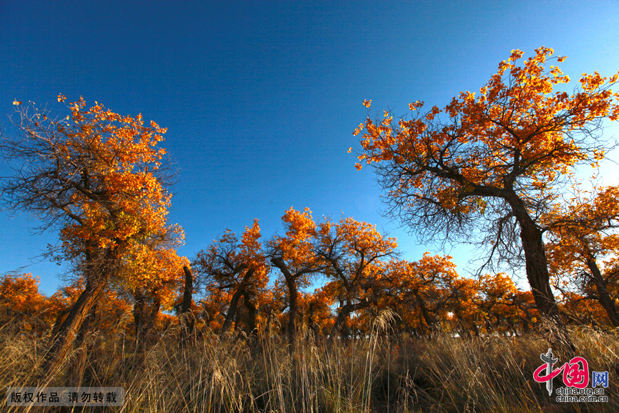 Some 60 kilometers near the China-Mongolia border, the forests contain the only trees that can survive the arid weather and sterile soil. They mostly grow by the Heihe River, a desert oasis, on a 115,000-square-kilometer area where 10,000 people reside.