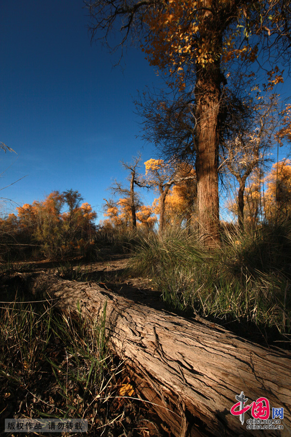  Some 60 kilometers near the China-Mongolia border, the forests contain the only trees that can survive the arid weather and sterile soil. They mostly grow by the Heihe River, a desert oasis, on a 115,000-square-kilometer area where 10,000 people reside. 