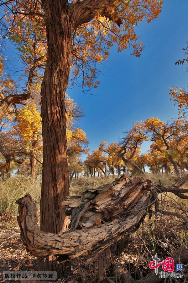  Some 60 kilometers near the China-Mongolia border, the forests contain the only trees that can survive the arid weather and sterile soil. They mostly grow by the Heihe River, a desert oasis, on a 115,000-square-kilometer area where 10,000 people reside. 