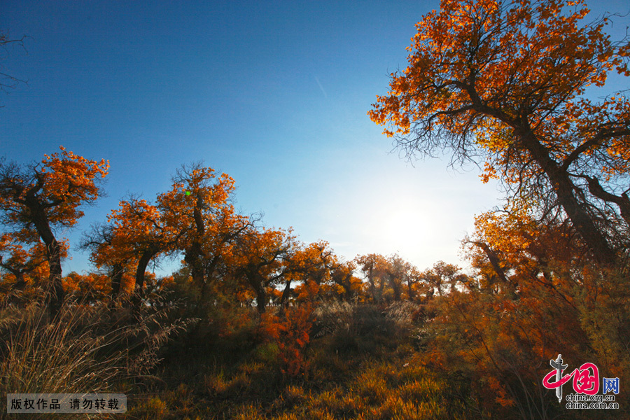  Some 60 kilometers near the China-Mongolia border, the forests contain the only trees that can survive the arid weather and sterile soil. They mostly grow by the Heihe River, a desert oasis, on a 115,000-square-kilometer area where 10,000 people reside. 