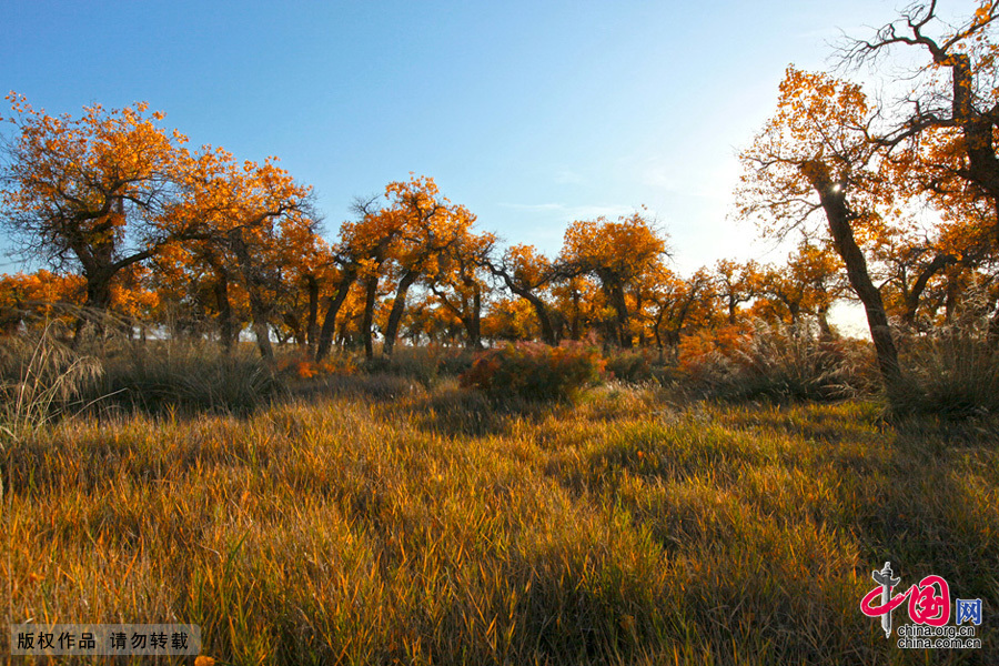  Some 60 kilometers near the China-Mongolia border, the forests contain the only trees that can survive the arid weather and sterile soil. They mostly grow by the Heihe River, a desert oasis, on a 115,000-square-kilometer area where 10,000 people reside. 