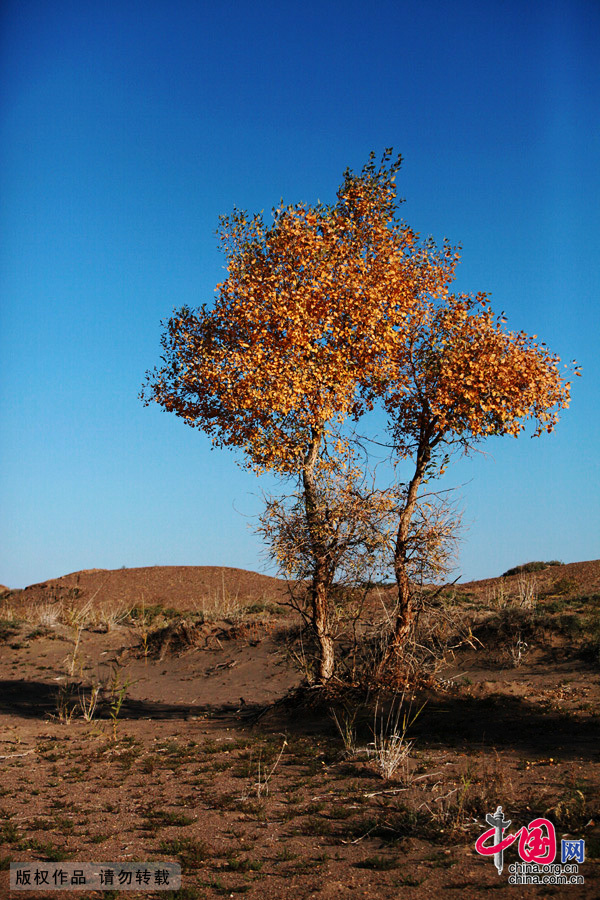  Some 60 kilometers near the China-Mongolia border, the forests contain the only trees that can survive the arid weather and sterile soil. They mostly grow by the Heihe River, a desert oasis, on a 115,000-square-kilometer area where 10,000 people reside. 