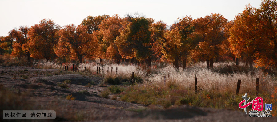  Some 60 kilometers near the China-Mongolia border, the forests contain the only trees that can survive the arid weather and sterile soil. They mostly grow by the Heihe River, a desert oasis, on a 115,000-square-kilometer area where 10,000 people reside. 