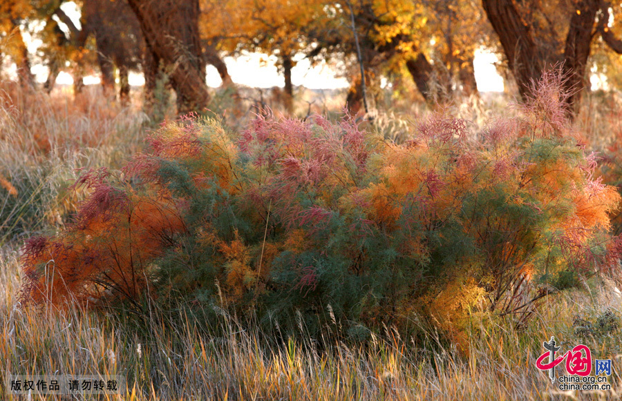  Some 60 kilometers near the China-Mongolia border, the forests contain the only trees that can survive the arid weather and sterile soil. They mostly grow by the Heihe River, a desert oasis, on a 115,000-square-kilometer area where 10,000 people reside. 