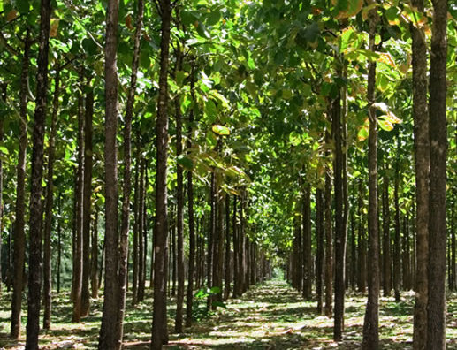 Teak forest. [File photo] 