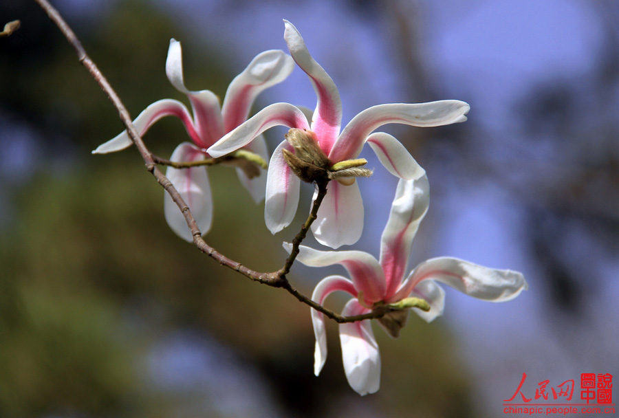 Magnolia flowers are in full blossom in the Summer Palace in Beijing Mar. 29, 2012. Many visitors go out for a walk in spring. Magnolias are a messenger of spring in the eyes of Beijing locals. [Chinapic.people.com/by lsc39]