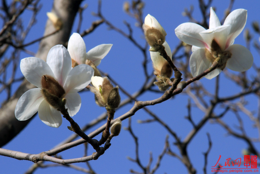 Magnolia flowers are in full blossom in the Summer Palace in Beijing Mar. 29, 2012. Many visitors go out for a walk in spring. Magnolias are a messenger of spring in the eyes of Beijing locals. [Chinapic.people.com/by lsc39]