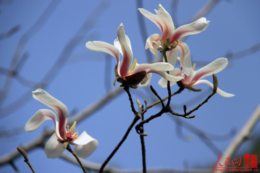 Magnolia flowers are in full blossom in the Summer Palace in Beijing Mar. 29, 2012. Many visitors go out for a walk in spring. Magnolias are a messenger of spring in the eyes of Beijing locals. [Chinapic.people.com/by lsc39]