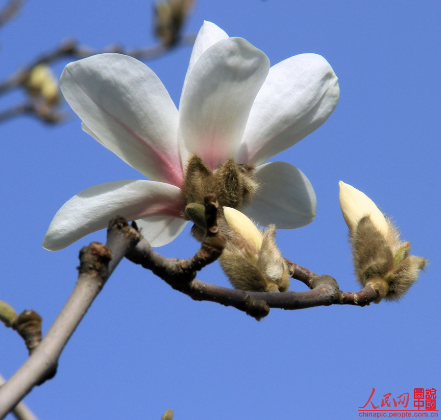 Magnolia flowers are in full blossom in the Summer Palace in Beijing Mar. 29, 2012. Many visitors go out for a walk in spring. Magnolias are a messenger of spring in the eyes of Beijing locals. [Chinapic.people.com/by lsc39]