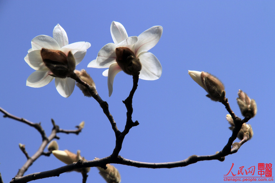 Magnolia flowers are in full blossom in the Summer Palace in Beijing Mar. 29, 2012. Many visitors go out for a walk in spring. Magnolias are a messenger of spring in the eyes of Beijing locals. [Chinapic.people.com/by lsc39]