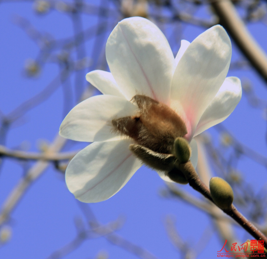 Magnolia flowers are in full blossom in the Summer Palace in Beijing Mar. 29, 2012. Many visitors go out for a walk in spring. Magnolias are a messenger of spring in the eyes of Beijing locals. [Chinapic.people.com/by lsc39]