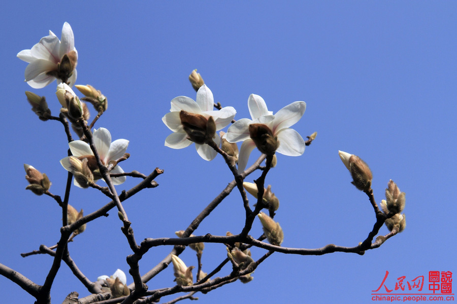 Magnolia flowers are in full blossom in the Summer Palace in Beijing Mar. 29, 2012. Many visitors go out for a walk in spring. Magnolias are a messenger of spring in the eyes of Beijing locals. [Chinapic.people.com/by lsc39]