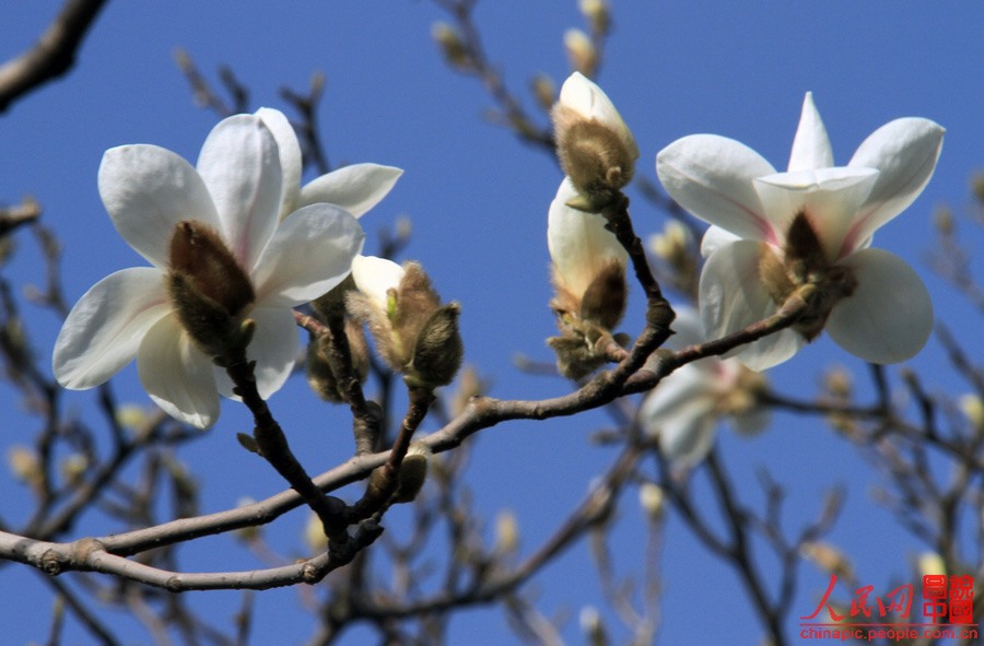 Magnolia flowers are in full blossom in the Summer Palace in Beijing Mar. 29, 2012. Many visitors go out for a walk in spring. Magnolias are a messenger of spring in the eyes of Beijing locals. [Chinapic.people.com/by lsc39]