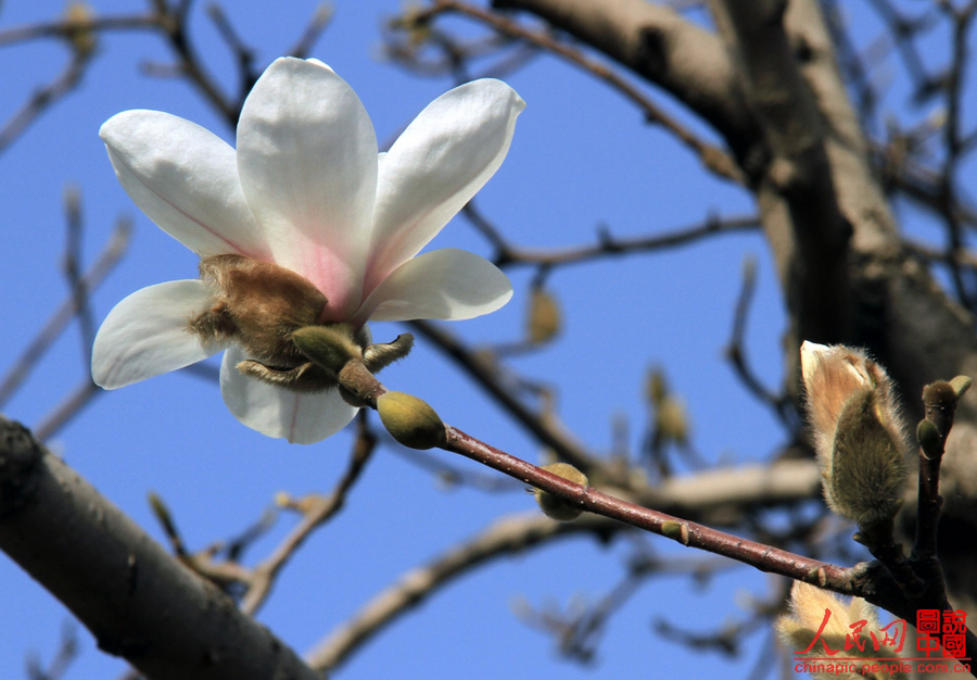 Magnolia flowers are in full blossom in the Summer Palace in Beijing Mar. 29, 2012. Many visitors go out for a walk in spring. Magnolias are a messenger of spring in the eyes of Beijing locals. [Chinapic.people.com/by lsc39]