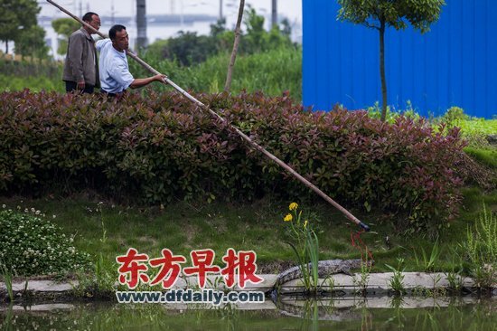 Police and experts killed a Siamese crocodile after the animal evaded repeated attempts to capture it. [dfdaily.com]