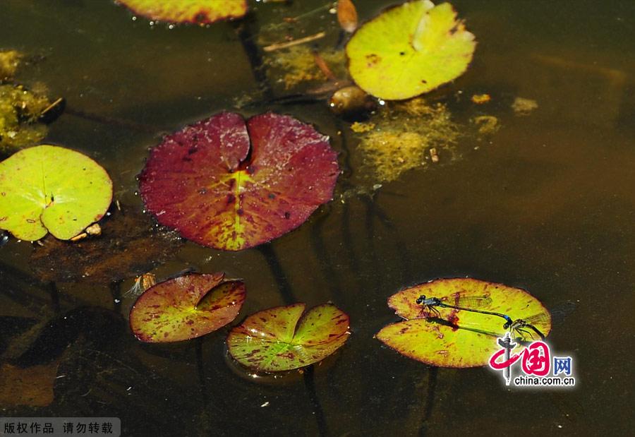 Water lilies in the botanical garden of Beijing, made their grand debut in the garden’s waterscape zone this month. The water lily is a species of perennial aquatic plant distributed in subtropical and temperate zones, including Central Asia, West Asia, North America, India, China and Japan. [China.org.cn]