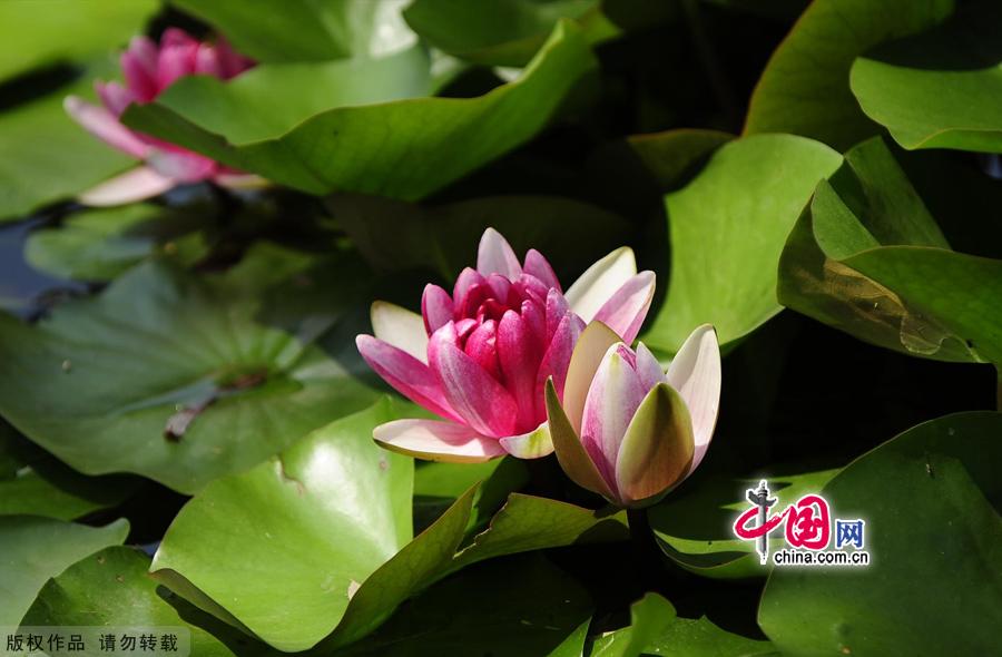 Water lilies in the botanical garden of Beijing, made their grand debut in the garden’s waterscape zone this month. The water lily is a species of perennial aquatic plant distributed in subtropical and temperate zones, including Central Asia, West Asia, North America, India, China and Japan. [China.org.cn]