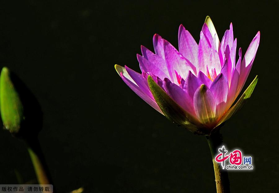 Water lilies in the botanical garden of Beijing, made their grand debut in the garden’s waterscape zone this month. The water lily is a species of perennial aquatic plant distributed in subtropical and temperate zones, including Central Asia, West Asia, North America, India, China and Japan. [China.org.cn]