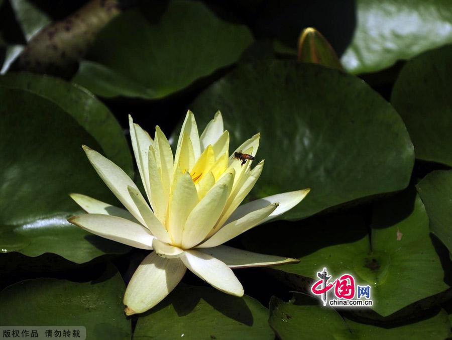 Water lilies in the botanical garden of Beijing, made their grand debut in the garden’s waterscape zone this month. The water lily is a species of perennial aquatic plant distributed in subtropical and temperate zones, including Central Asia, West Asia, North America, India, China and Japan. [China.org.cn]