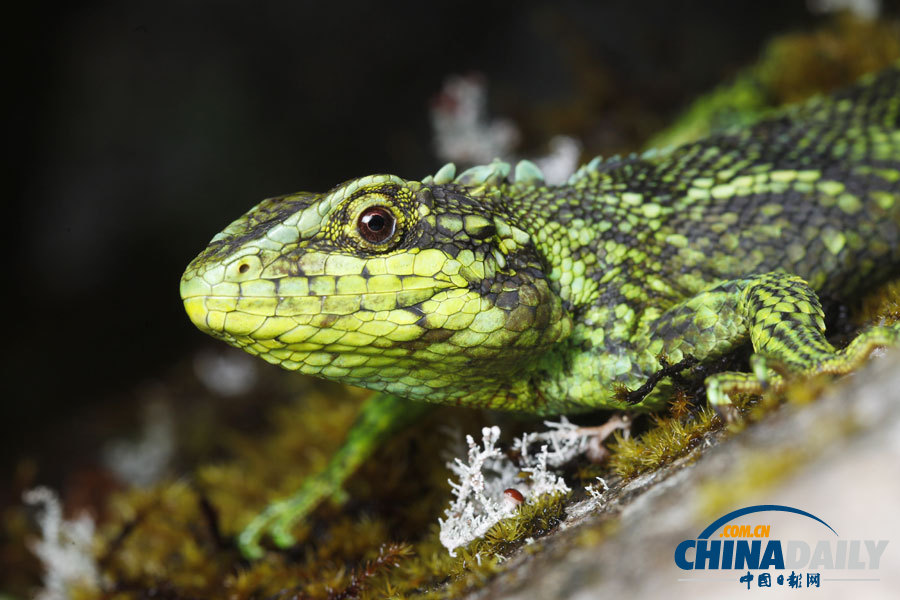 A japalure lizard distributed mainly in the Dulong River Valleys. [Photo by Fan Yi/For China Daily]