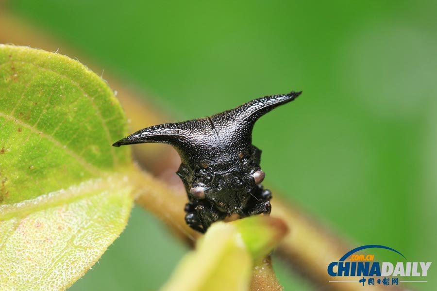  A treehopper found near Qinlangdang. [Photo by Ji Yun/For China Daily]