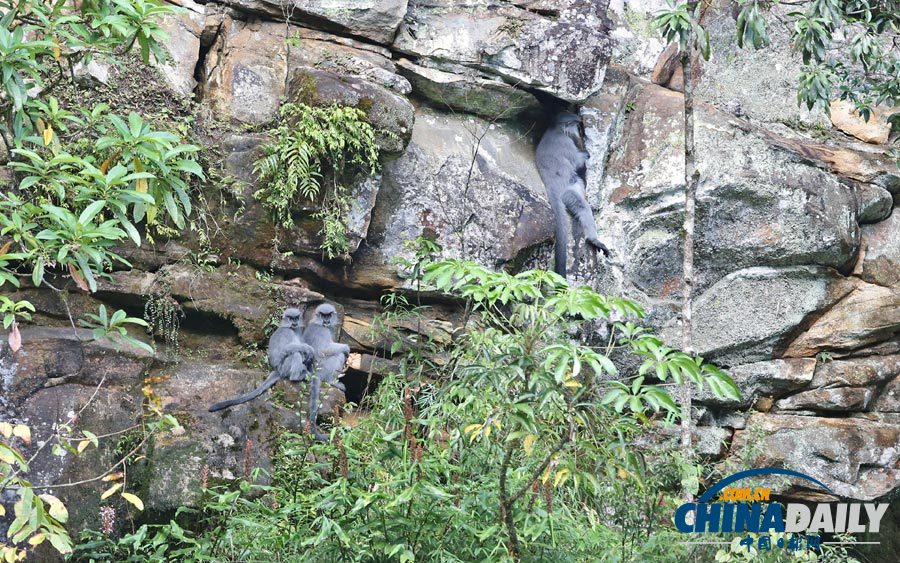 Capped langur is an endangered primate species found only in the Dulong River Valleys in the country. [Photo by Peng Jiansheng/For China Daily]