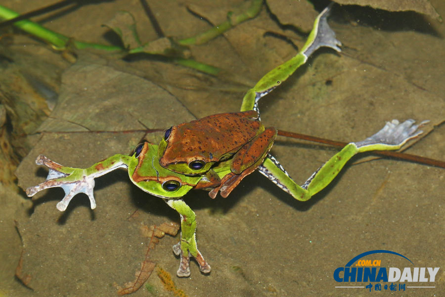 Two Gongshan tree frogs at a water hole in forests near the village of Qinlangdang. [Photo by Wang Jian/For China Daily]