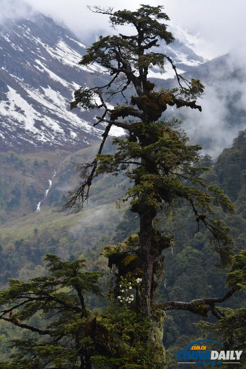 Forests grow rampant on the Gaoligong Mountains. [Photo by Niu Yang/For China Daily]