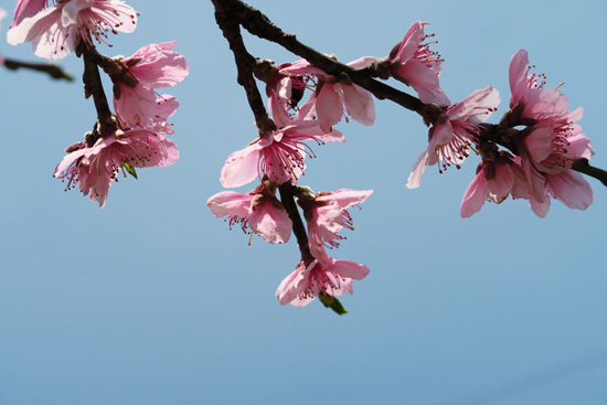 Cherry blossom is always out in March and April. [Photo: CRIENGLISH.com] 