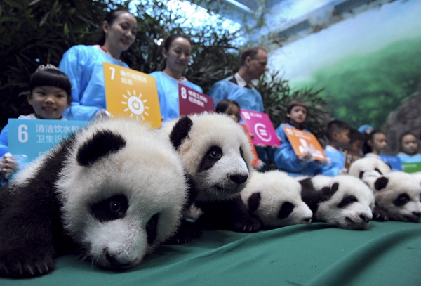 Giant panda cubs are seen at the Chengdu Research Base of Giant Panda Breeding in Chengdu, capital of Southwest China's Sichuan province, Oct 24, 2015. [He Haiyang/China Daily]