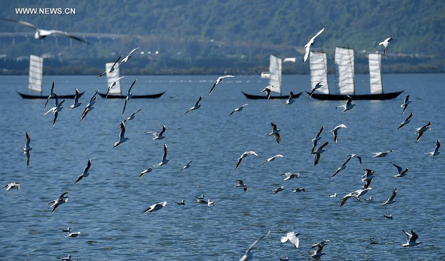 Black-headed gulls fly over the Dianchi lake in Kunming, capital of southwest China's Yunnan Province, Oct. 28, 2015. More than 3,000 black-headed gulls flew to Kuming from Siberia recently. [Photo: Xinhua]