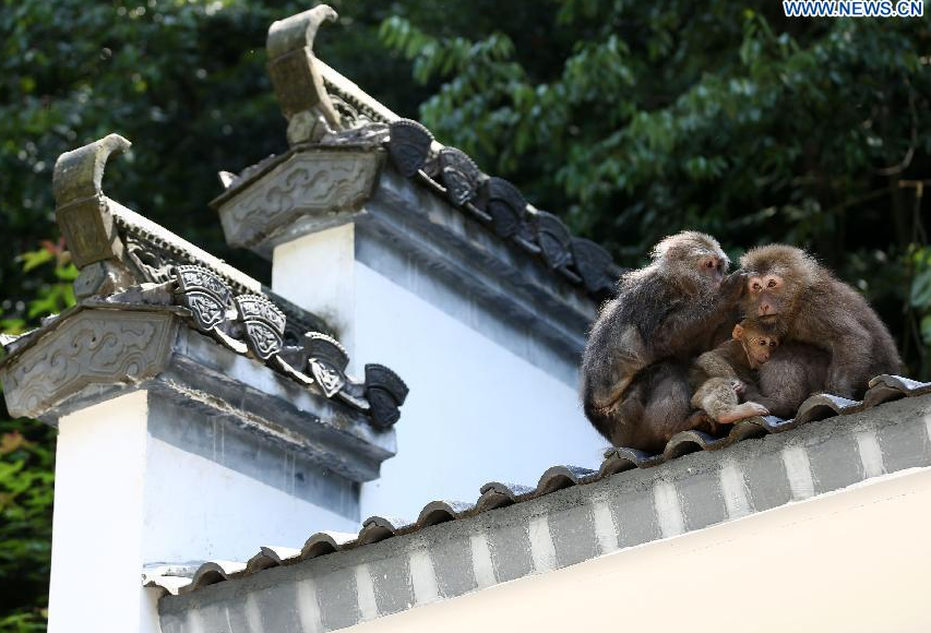 Three macaques bask in the sun at the wild monkey valley in Huangshan Mountain, east China's Anhui Province, May 20, 2014. [Xinhua/Shi Yalei]