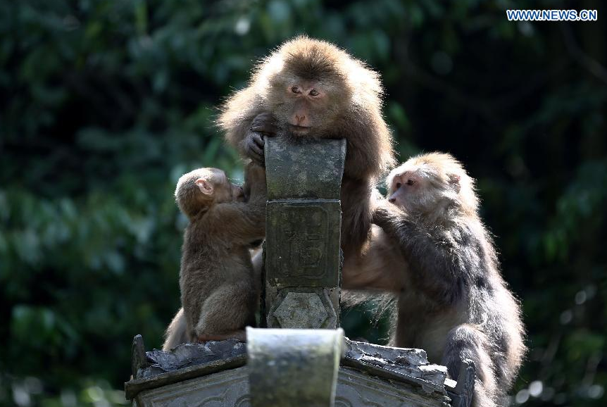 Three macaques bask in the sun at the wild monkey valley in Huangshan Mountain, east China's Anhui Province, May 20, 2014. [Xinhua/Shi Yalei]