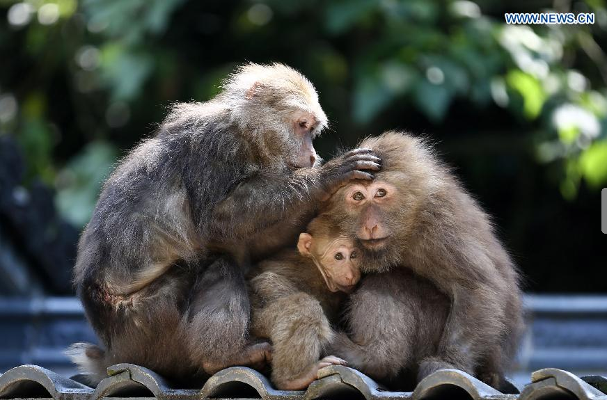 Three macaques bask in the sun at the wild monkey valley in Huangshan Mountain, east China's Anhui Province, May 20, 2014. [Xinhua/Shi Yalei]