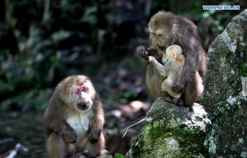 Three macaques bask in the sun at the wild monkey valley in Huangshan Mountain, east China's Anhui Province, May 20, 2014. [Xinhua/Shi Yalei]